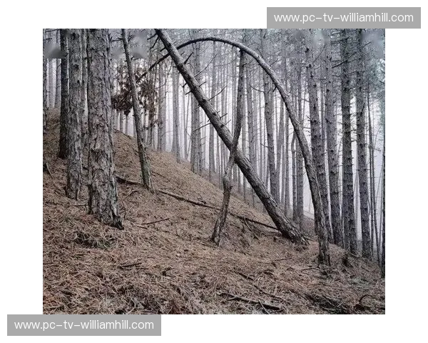 埃因霍温伤病：阴影中的隐形变量与复苏之路